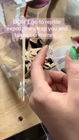 Obviously I’m joking and this purchase is on me lol but “she’s” a cute one!🥰 #orchidmantis #mantis #cutebug #reptileexpo #reptileexpo2025 