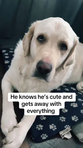 He knows how to play it he’s too cute #fyp #dogsoftiktok #cutebaby #goldador 