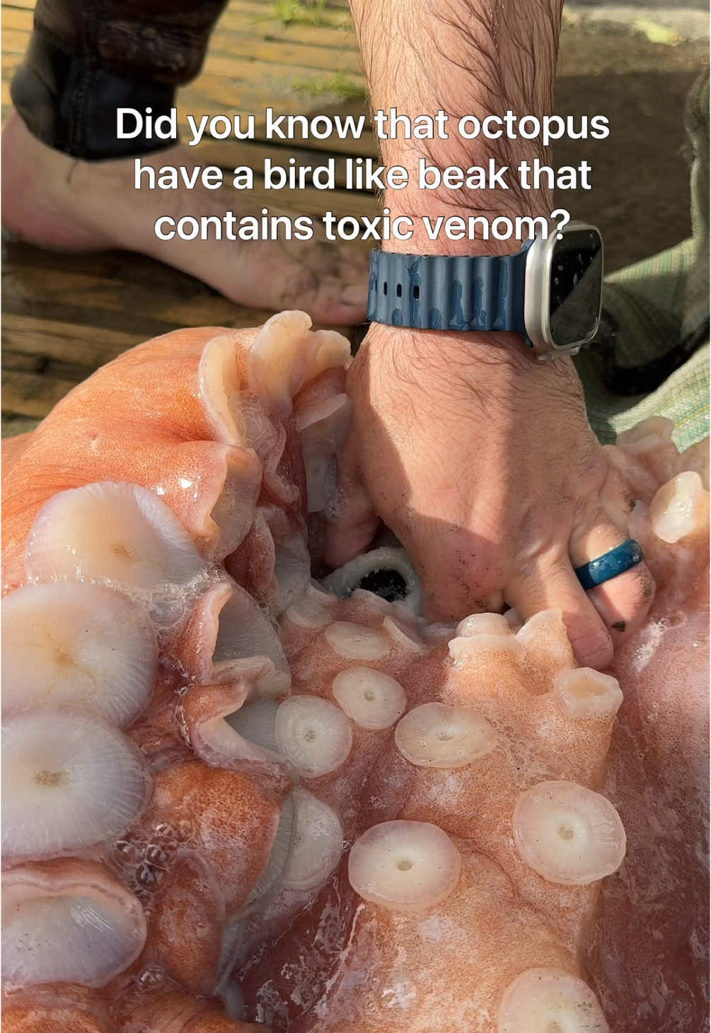 Not only are they strong and dangerous, they’re also venomous #octopus #foryou 