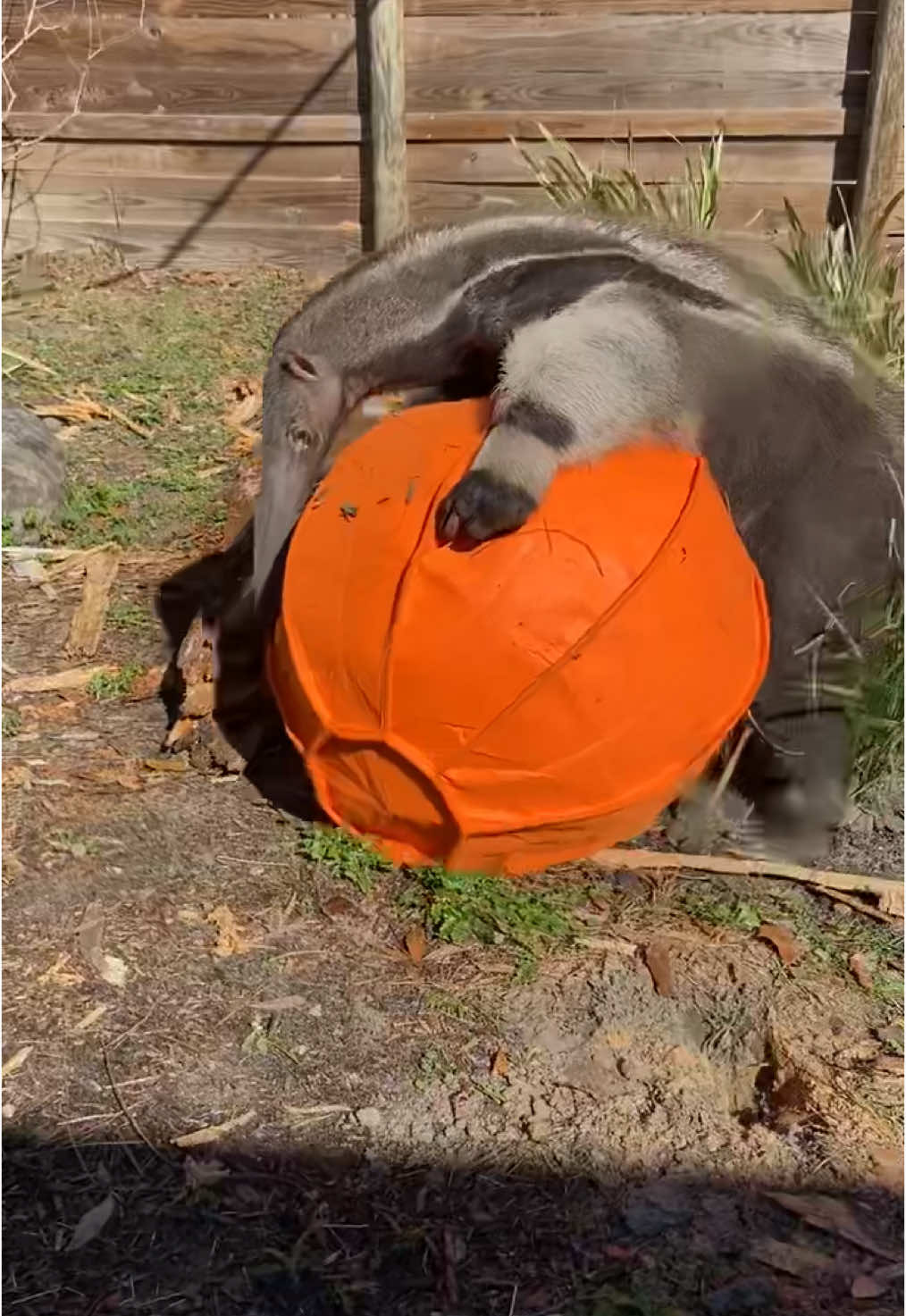 There is no greater joy in this world than that of King Bumi playing with his ball 🥹🤪 #fyp #anteater #giantanteater #bumination #zoo 