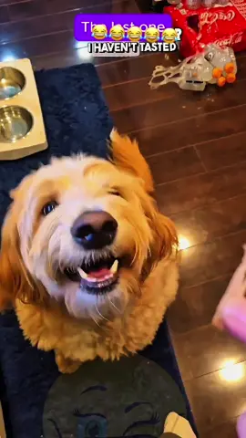I’m with the dog on this one. All that talk expected for a tiny sliver of meat 🤣🤣🤣 #voiceover #talkinganimals #talkingcat #talkingdog #dogsoftiktok #catoftiktok #funnyanimals #funnypets #viralvideo #foryou 