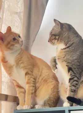 So dramatic 😭#fyp #cat #foryou #usa 
