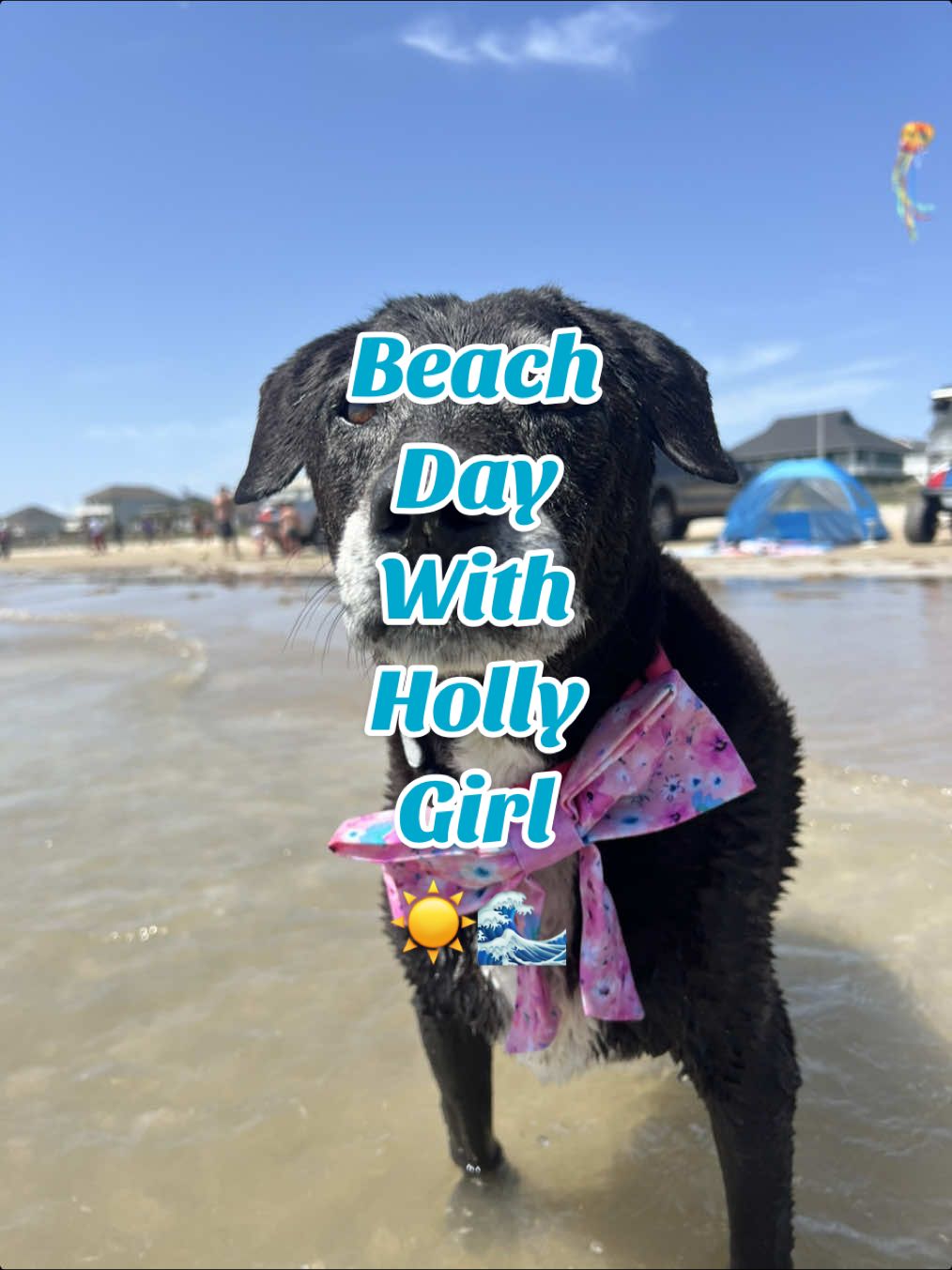 Your dog told me to tell you that they want to go to the beach 🌊☀️⛱️ ##beachday##dogmom##dogbeach##beachdog##happydog##seniordog##cutedog