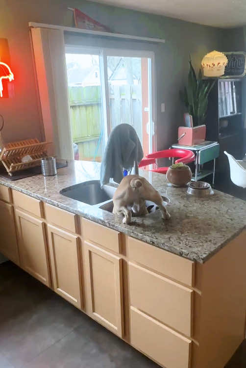Breaking News: Dog ruins furniture again, owner in shock 😱🐕  #fyp #foryou #dog #dogs #dogsoftiktok 
