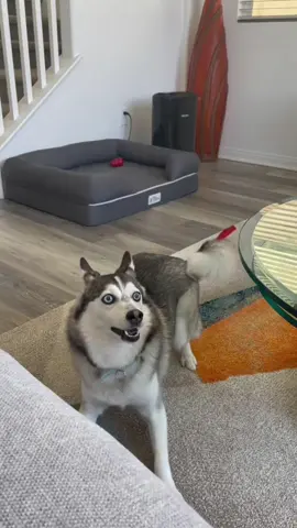 Excited dog#dog #pet #funnyvideos #tiktok #funnydog #fyp 