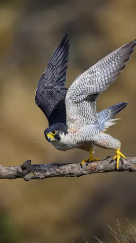 Take off series. Peregrine Falcon  #birds #bird #sony #fyp #sonyalpha #nature #wildlife #wildlifephotography #birdphotography #birdphotography #birdsofprey #trending #falcon #peregrinefalcon #animals @Sony Alpha @tiktok creators @bbcearth @Nat Geo Animals @Discovery 