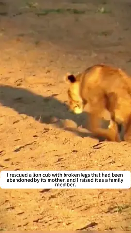 I rescued a lion cub with broken legs that had been abandoned by its mother, and I raised it as a family member.#animals #animalrescue #rescue #animalsoftiktok #fyp