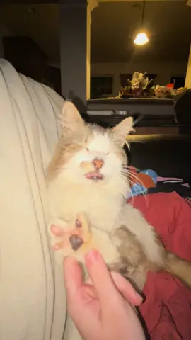 ravioli likes to show off his missing toe ❤️