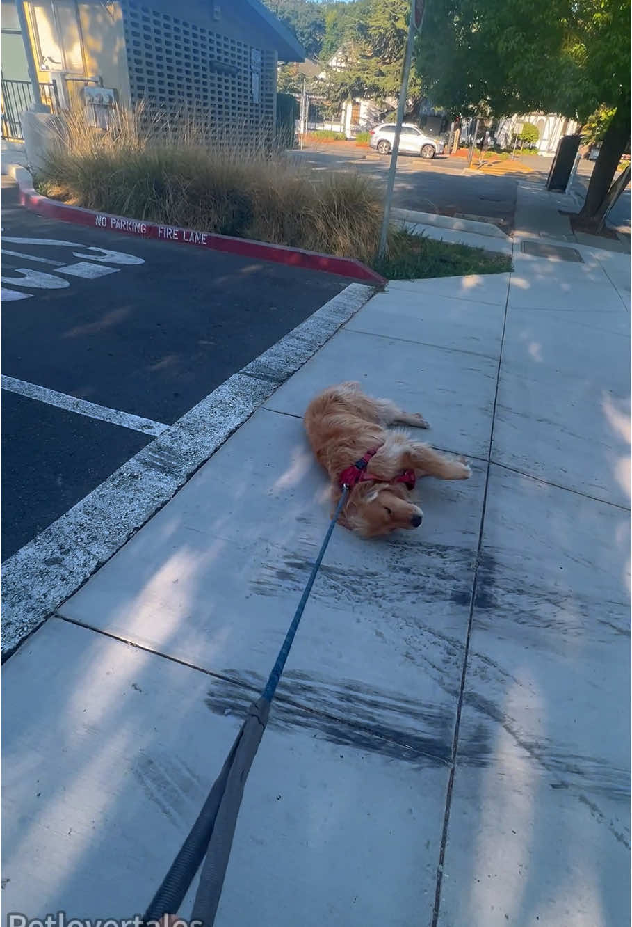 Stubborn dog refuses to walk😂😂😂😂#dog#doglover#dogsoftiktok #funnydog#fyp