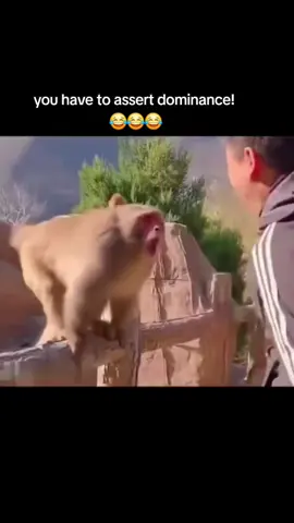 man this cracked me up! 😂😂😂 #mumkey🐵 #yell #dilligaf #fyppppppppppppppppppppppp #fypシ 