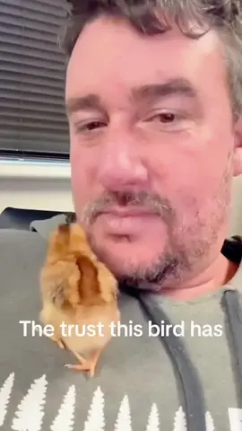 Funny chicken#fyp #funnyvideo #foryoupage #chicken 