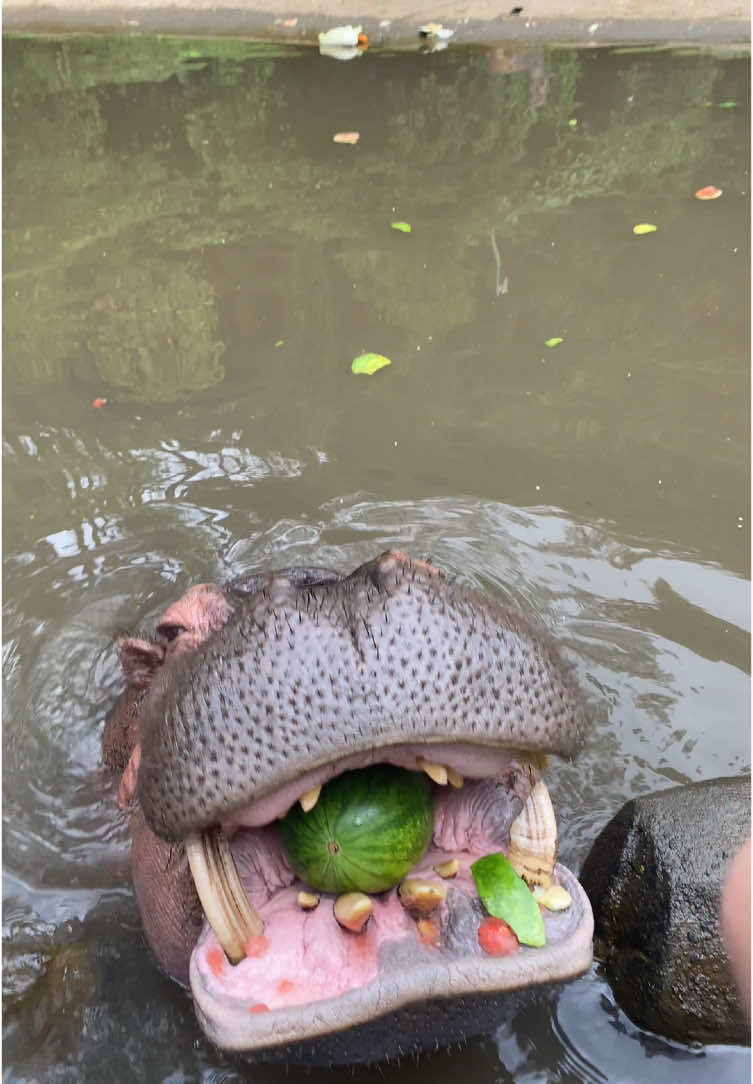 Cuma ngasih makan kuda nil aja hebohh banget 🤣🤭 #kudanil #tamansafari #tamansafariindonesia #hippo #hippopotamus #fyppppppppppppppppppppppp 