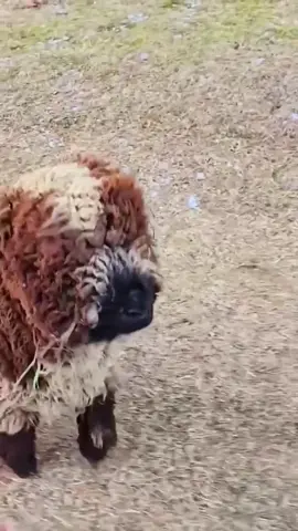 #The lamb jumped up and down, very cute. #Fluffy. #Cute enough to explode.