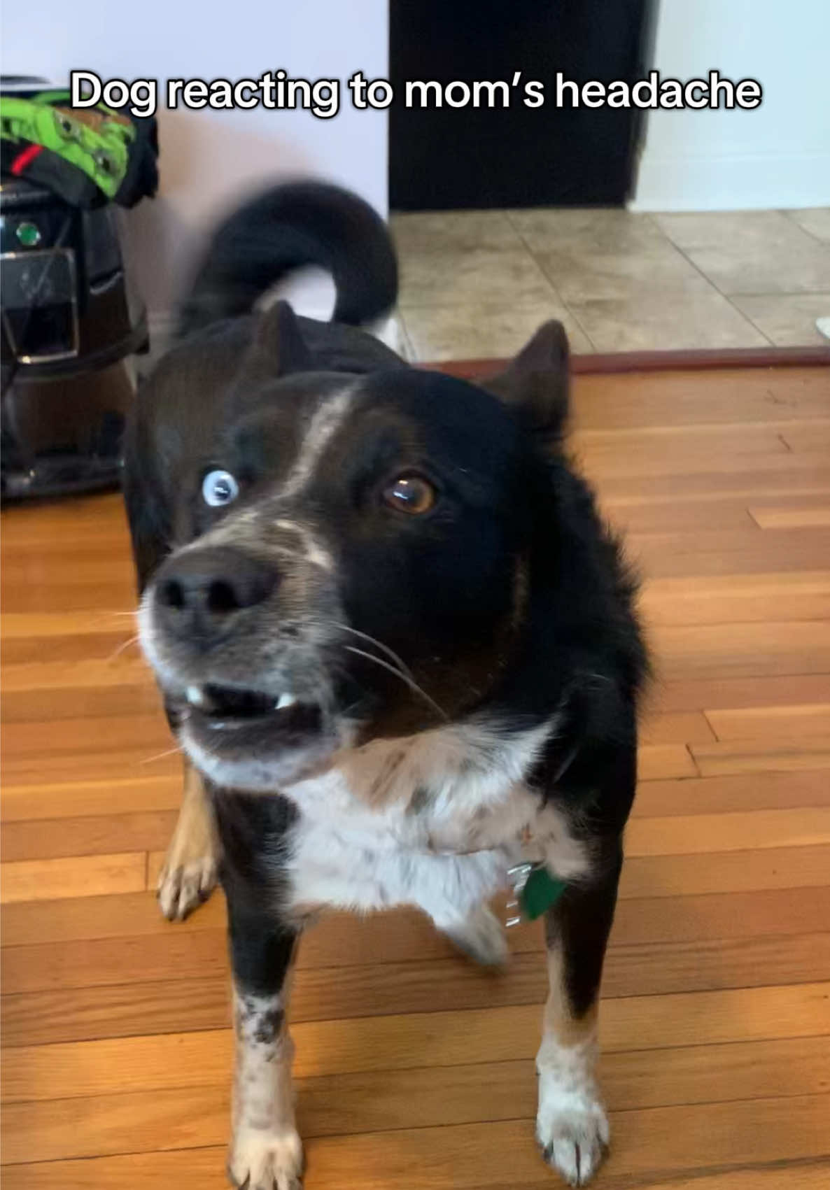 He’s so considerate when my head hurts 😂🤣🤣 #funnydogsoftiktok #onthisday #huskyhowling #heterochromia #kodikoyote #headache 