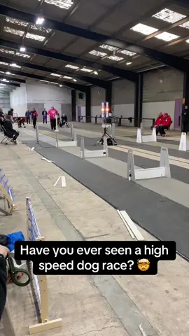 The greyhound killed it🤯💯 #Pubity (Timeflyz Flyball Team via ViralHog)