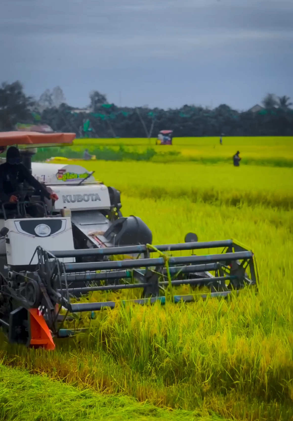 105X 🔥🔥🔥@Trọng Sì Tay @FB:Vũ_Phi @Minh Cường AG 📷🌾 @Huỳnh Lâm AG @•Pandawa community🌾 