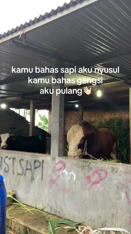 😜#fypage#masukberanda #kampustsapifarm#storypeternaksapi#blantiksapi#peternakmuda