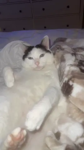 what do u think he’s thinking of rn? #catsoftiktok #boba