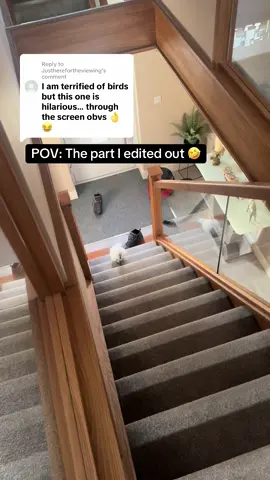 Replying to @Justherefortheviewing Not me running for my life in my bedroom because my toes were about to get eaten for been near my husband 🤣💀 #cockatoolife #fyp 