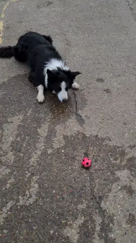 A Collies Favourite Game is Search.