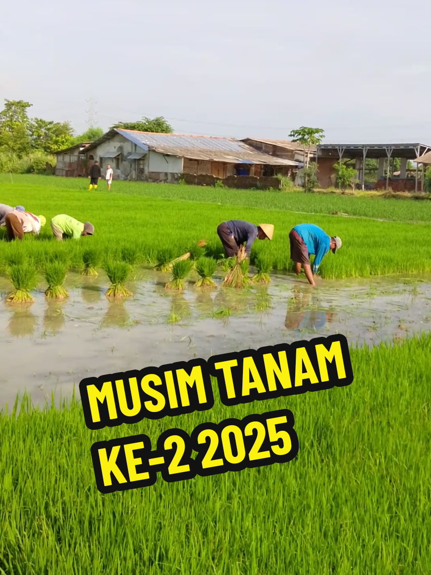 Selamat Datang Musim Tanam ke-2 2025 🌱 #petanimuda  #petanimilenial  #petaniindonesia🇮🇩🇮🇩🇮🇩🌿🌿  #bibitpadisemaidarat  #bibitpadisemaikering  #poncotani 