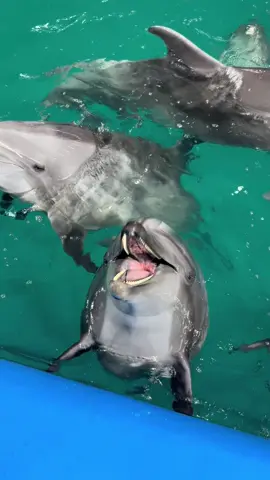 #dolphins #show #animal 