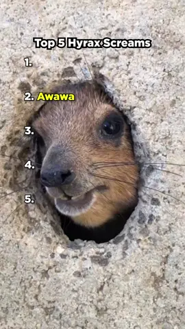 top 5 hyrax screams AWAWA