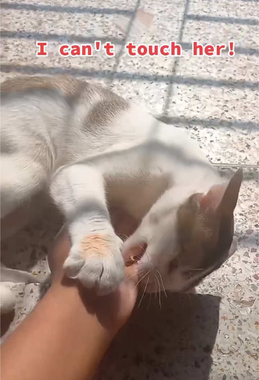 The cat that bites people#cat #cats #cutelover #catsoftiktiok #foryou #foryoupage #cute #funnycat 