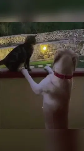 BullyDog#dog#funny#funnyanimals#funnypets#animals #dogsofttiktok #pet #foryou #longervideos