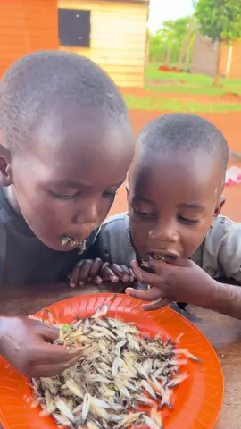 For some hungry children, white ants are more than a snack they’re survival. Rich in protein and full of energy, they help keep little tummies full in hard times. Would you try white ants? Let us know in the comments  #WhiteAnts #VillageLife #UgandaEats #FoodCulture #SupportOrphans #HelpTheNeedy #DonateNow #Nonprofit #CharityWork #GiveHope #FeedTheHungry #UgandaTikTok #AfricaTikTok #UgandaLife #ExploreAfrica #AfricanCulture #RealAfrica #TraditionalSnacks #TasteAfrica #EdibleInsects #OrganicFood #ShareLove #SupportLocal #BeTheChange #HopeForAll #CommunityCare #fyp #foryou #foryoupage #viral #trending #explorepage #tiktokgrowth #fypシ