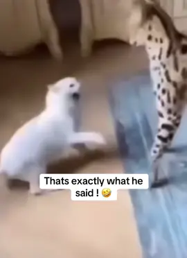 If we could hear him, thats exactly how he spoke and what he said. #bigcat #smallcat #cat #regal #jungle #wow #calm #down #calmdown 