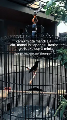 #CapCut  #fypシ゚ #fypage #fyp #xybca #beranda #foryou #kicaumania_indonesia #kicaumanianusantara #hobiburung #muraibatuindonesia #fyppppppppppppppppppppppp 
