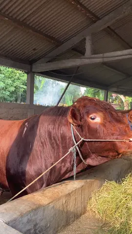 #sapi #sapisuper #jagalsapi #peternaksapiindonesia 