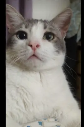 #catlovers #singingcat #heterchromia  #foryourpage ##foryoupage #fy #fypシ #catlovers #cat  #creatorsearchinsights #viral #laugh  #catsoftiktok #pets #cattok #beegees #contentcreator 