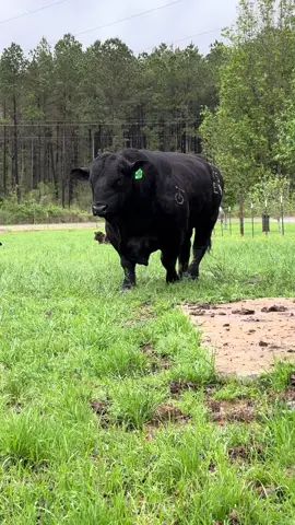 He’s getting a little age on him, but Abstract is the King of the pastures at our farm and we are honored to be a small part of his story!! #sunshineacres #GENEPLUS #brangus #ultrablack #herdbull #herdsire #abstract #farmanimals #farmlife #cattletok #farmtok 