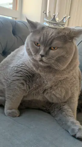#котиприколи😁 #fatcat #приколы 
