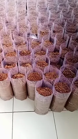 bahan untuk jamur tiram