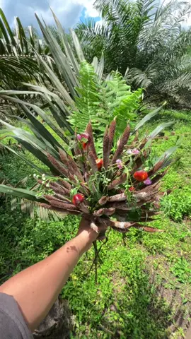 Buket by mas kuli sawit,cung☝🏻 sapa yg mau?#petaniindonesia🇮🇩🇮🇩🇮🇩🌿🌿 #sawitontiktok #sawitsumatraindonesia🌴🌴🌴 #freshflowers 