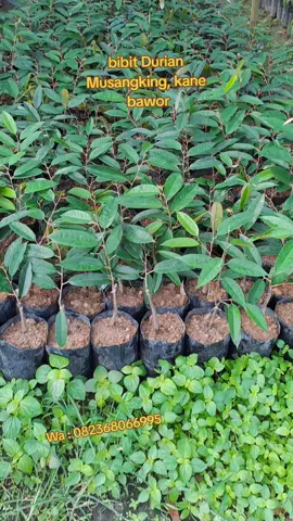 ready ya Gaes bibit durian super unggul jenis musangking, kane dan bawor.. bagi yg minat chat langsung via Wa : 082368066995 #durian #bibit #unggul #kotalangsa #fypp ...