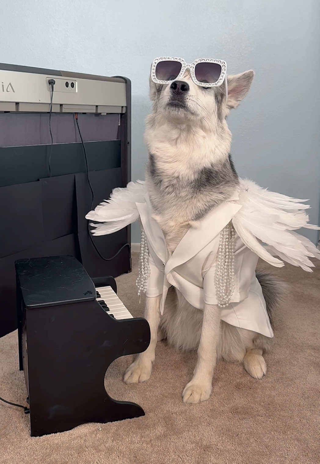 Channeling our inner Elton John! Taking song requests! 🎼 Rate 1-10 how we did! #BennieAndTheJets #piano #dogtricks #dogtok #fyp #huskies