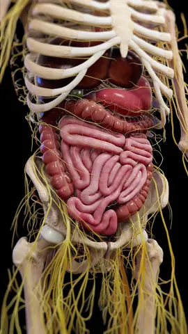 🧠💡 Your Gut Has a Brain! 💡🧠 The Enteric Nervous System controls digestion, motion, and secretions in your intestines — all without you thinking about it. It even talks to your brain through the vagus nerve! Watch our 3D animation to learn how this autonomous network keeps your digestion moving. #GutHealth #EntericNervousSystem #MedicalAnimation #medical #meded #3d #unity3d #3dmodel #zbrush #sciart #medart #medstudent #anatomy #animation