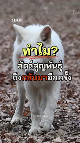 ทำไมสัตว์ที่สูญพันธุ์ไปเป็น 10,000 ปีถึงกลับมามีชีวิตได้อีกครั้ง?🐺🧬 #GoGreenGirls #เปลี่ยนนิดก็กรีนละ #Direwolf #สัตว์ดึกดําบรรพ์ #extinct 