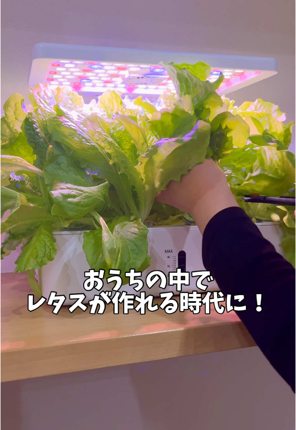 『ボタン1つ押すだけでレタスができちゃう？！🥬✨』 水耕栽培失敗しました… って相談すっごくくるんだけど この全自動マシンで育てたら 誰でもめちゃくちゃ簡単にできちゃう🙌✨ しかも育てるのに必要な 『水の循環』『空気循環』『光』も 全自動でできるから 野菜がめちゃくちゃ大きく育つ⬆️⬆️ もう水耕栽培失敗したくない…❗️ ってひとは今すぐ試してほしい☺️ https://bit.ly/3QzimYz ⬆️ここから買えるよ🌱 この画面をスクショして 画像を長押しすると購入画面へ♩ ハイライトに詳しく載せてるから チェック✅してみてね！ 子供と一緒に育てて　楽しく収穫しよ〜😆❤️ 収穫した野菜は子供もたべること多いよ❗️ 保存してやってみてね〜🥰 ✼••┈┈┈┈••✼••┈┈┈┈••✼••┈┈┈┈••✼••┈┈┈┈✼ はる｜年間100種類の野菜を育てる3児のママ🍅 ＼野菜嫌いの子どもが自主的に食べる･ᴗ･／ 𖦥 育てるからはじまる食育🥕 𖦥キッチンでもできる家庭菜園🥦 𖦥 お部屋でプラカップ1つでOK🍆 𖦥 野菜嫌いを楽しく克服！🌽 ▷ストーリーでは野菜の生育状況発信💡 ▷子育てがちょっと楽になる育児グッズ紹介 𖦥 6,4,1才の怪獣と日々格闘中👦🏻👦🏼👶🏻 ✼••┈┈┈┈••✼••┈┈┈┈••✼••┈┈┈┈••✼••┈┈┈┈✼ 最後まで見てくださりありがとうございます😊✨ よろしければフォロー、保存の方よろしくおねがいします🤗 #家庭菜園 #食育　#野菜#pr #水耕栽培　#水耕栽培で野菜を育てる #レタス