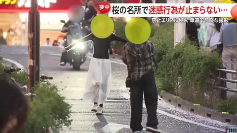 “外国人インフルエンサー”が桜の枝で逆上がり「日本の文化を理解していない…あり得ない」　桜の名所では禁止エリアに侵入・道路の真ん中で撮影も_010