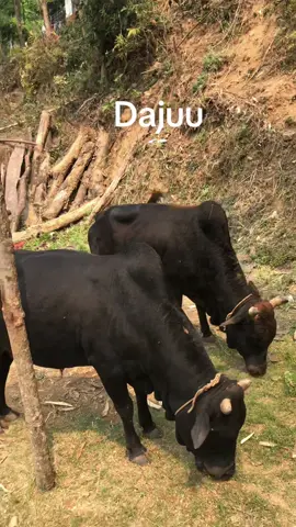 #hamrodajuvaiii❤️❤️ #Brother#gorulovers❤️ #lamjung_nepal🇳🇵🇳🇵❤️🙏 #creatorsearchinsights #goviraltiktok @Commando 💓 @🙏🤙🥳Goru lover🤪🤪 @🌿🖤😈 @✅ कुशल... परियार ✅ @Afjal Miya @Din Mohamad @A💗?......🤟🤭🥀 
