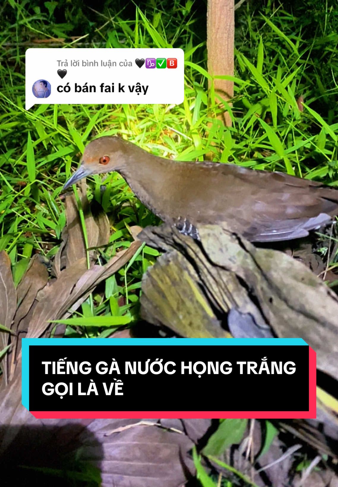 Trả lời @🖤♑✅🅱️🖤 Tiếng Gà Nước Họng Trắng Gọi Là Về #ganuoc #hongtrang #chimdicu #tiengchimdem #NvT #xuhuong 