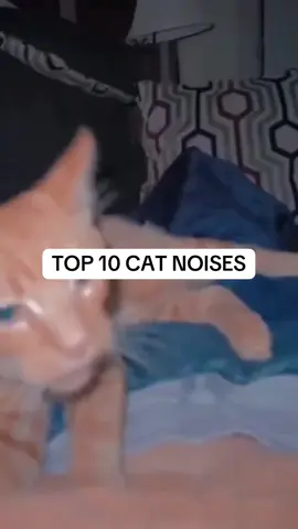 Remake of my most popular video that got deleted 🥲#catsoftiktok #cute #funny #pet #funny #joke #cat #cats 