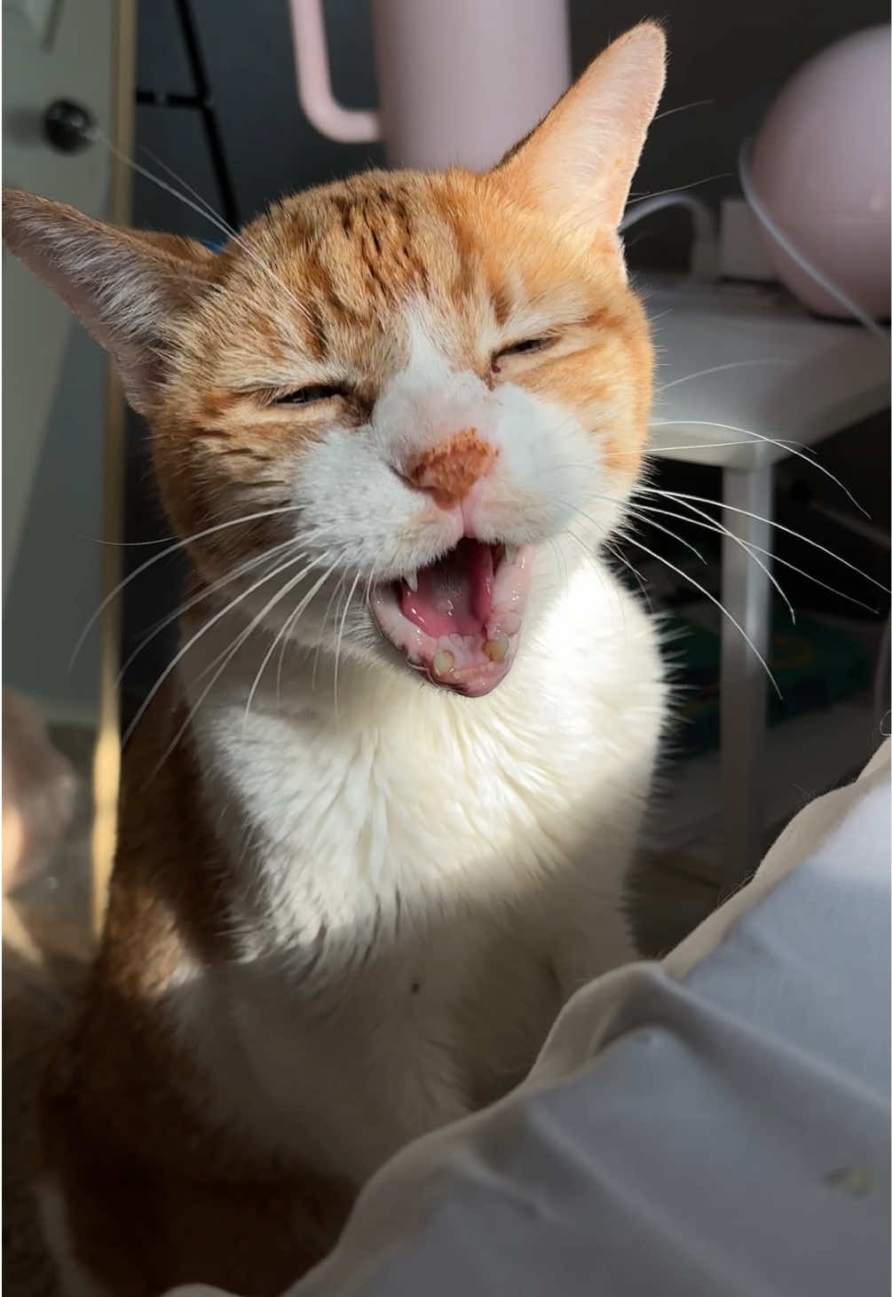 goofball