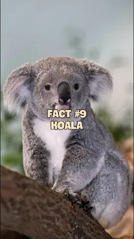 Gấu Koala. Và hôm nay tôi vẫn chưa làm về con địch lửa nên đừng đòi tôi nữa, sau trả #animals #pets #quangdt1710 #cuaq 