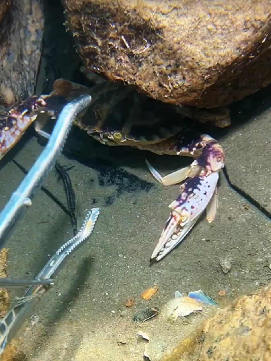 #diving #crab #catchthesea #seaside #seafood #fish #eel #lobster #seangsolofishing